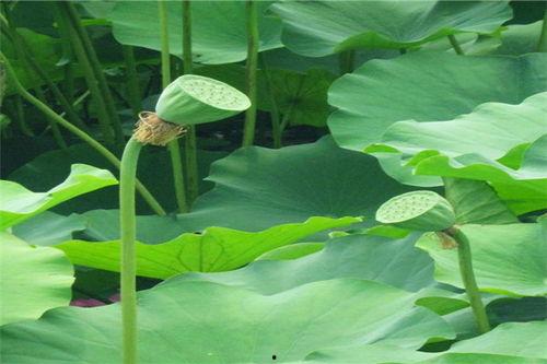 蹲草里吃瓜,一场别开生面的野趣体验