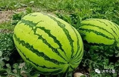 吃瓜大片,吃瓜大片背后的真相与内幕