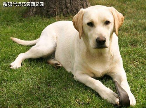 吃瓜拉布拉多,揭秘狗狗界的“网红”美食传奇