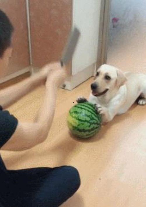 吃瓜拉布拉多,揭秘狗狗界的“网红”美食传奇