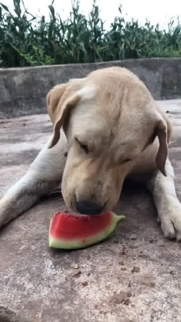 吃瓜拉布拉多,揭秘狗狗界的“网红”美食传奇