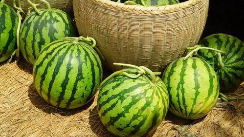 吃瓜含糖量,揭秘吃瓜界的含糖量之谜