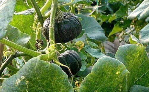 吃黑密瓜的功效与作用,滋养身心，健康生活新选择