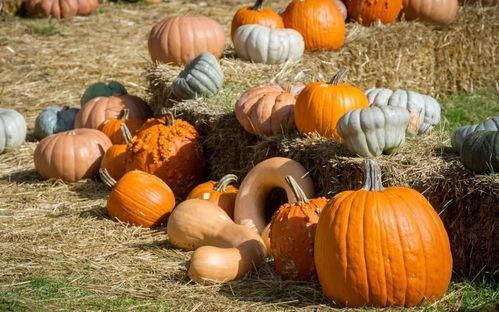 骑在墙头吃瓜,揭秘骑在墙头吃瓜的趣味人生