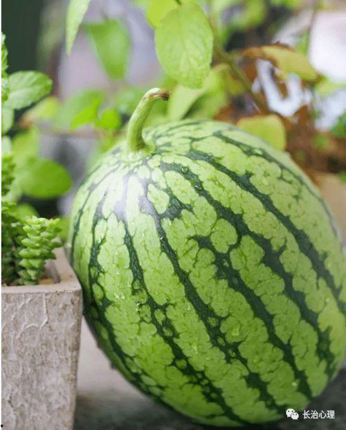 吃瓜读心年代,揭秘网络时代下的心理洞察