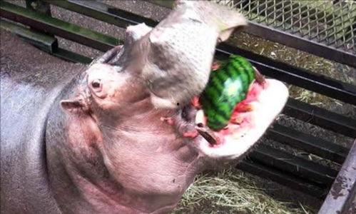 河马吃瓜游戏,趣味横生的动物冒险之旅