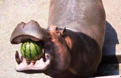 河马吃瓜游戏,趣味横生的动物冒险之旅