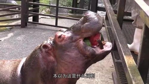 河马吃瓜游戏,趣味横生的动物冒险之旅