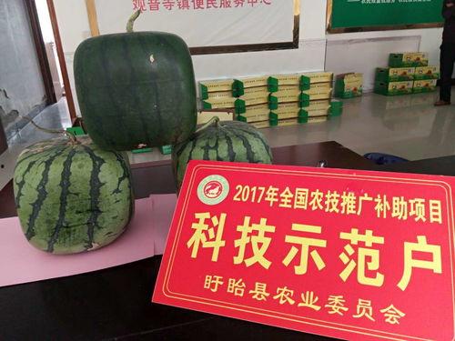 千佛瓜怎么吃,解锁美味新体验