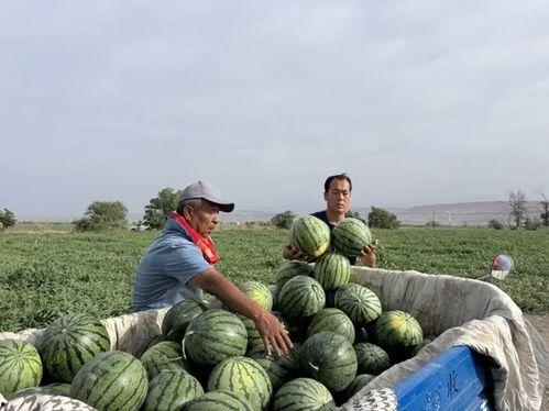 安新吃瓜讲解,揭秘网络热点的背后真相