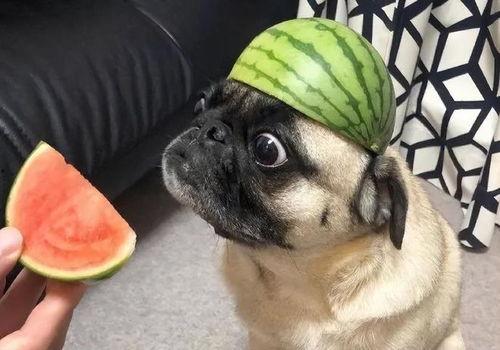 猛男吃瓜表情包,笑料横生的网络潮流