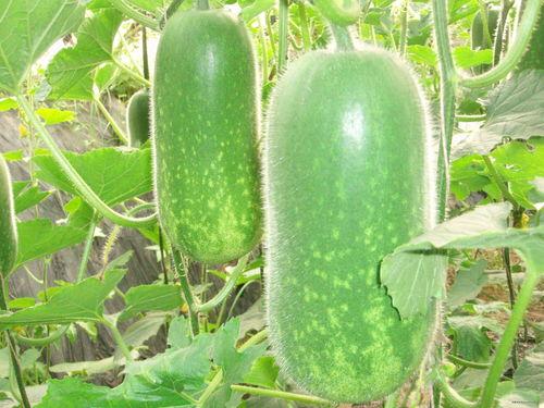 吃瓜的瓜能组什么词呢