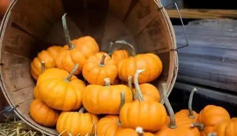 吊瓜倭瓜晒干怎么吃,传统食材的现代美味探索