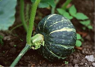 吊瓜倭瓜晒干怎么吃,传统食材的现代美味探索