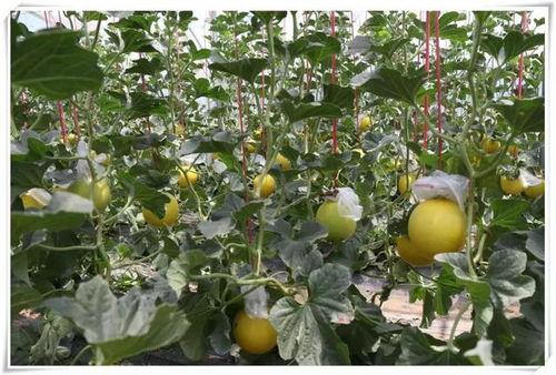 平阴最新吃瓜,最新吃瓜事件大盘点