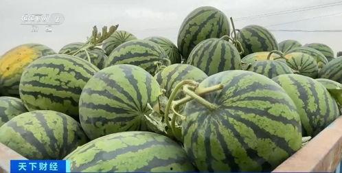 曹县吃瓜详情,揭秘背后真相与网络热议