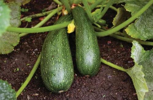 秋天有什么瓜吃,盘点秋季时令瓜果美味