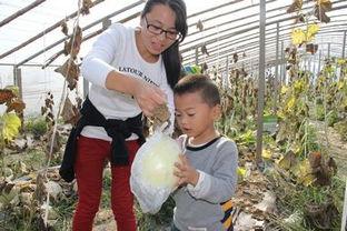东营市吃瓜,探寻当地特色美食之旅