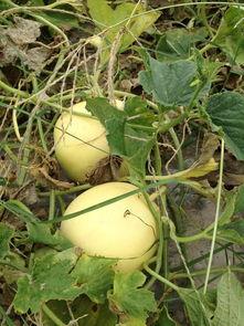 吃瓜最新入口,探索最新入口的奇妙世界