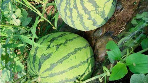 吃瓜最新入口,探索最新入口的奇妙世界