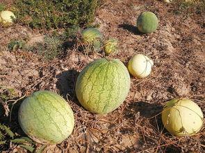 需要摔着吃瓜,体验别样美食风情