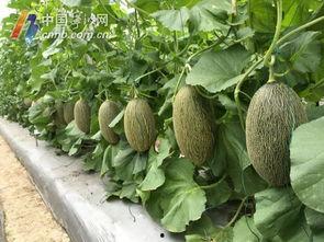 宁波外事吃瓜,吃瓜群众视角下的国际交流趣闻