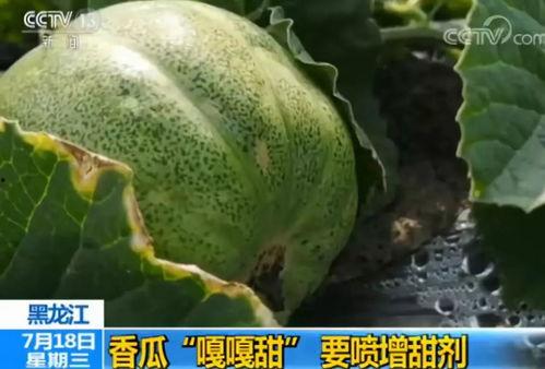 带你吃最甜的瓜,带你品尝最诱人的瓜果盛宴