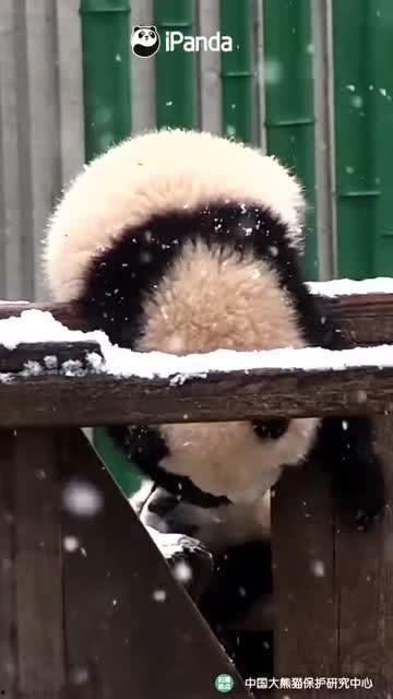 吃瓜小熊背刺,背刺背后真相揭晓