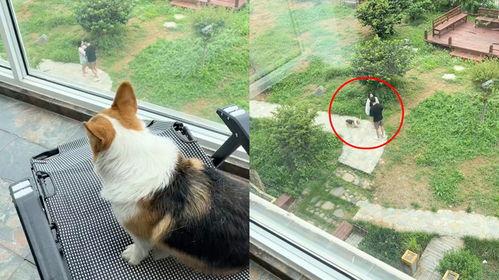 狗狗吃瓜群众视频,瓜群众视角下的狗狗美食探险记