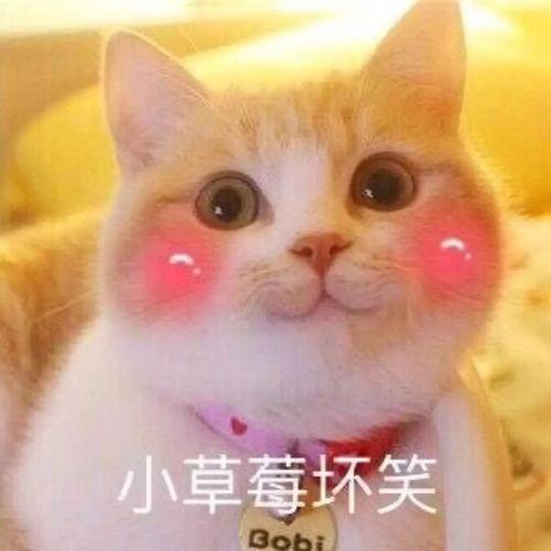 吃瓜坏坏表情包,揭秘网络热图的趣味与内涵